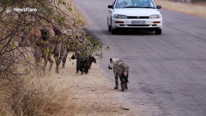 Curious hyena bites tourist's wing mirror