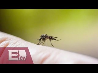Virus Zika provoca emergencia sanitaria mundial / Ingrid Barrera