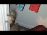 Squirrel Terrorizes Man in His Own Home in Hilarious Fashion