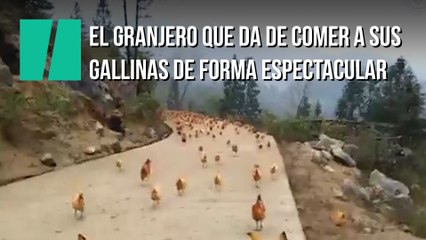 El granjero que da de comer a sus gallinas de forma peculiar