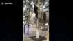 Ce maître Kung Fu grimpe 10m d'arbre en 5 secondes à mains nues !!