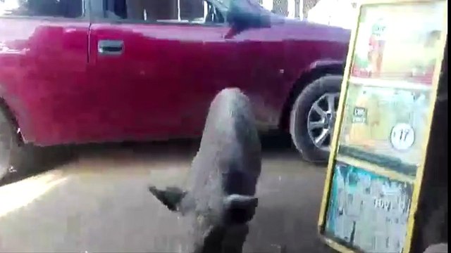 తప్ప తాగి చిందేసిన పంది _ Pig drinks only beer _ పంది బీర్ తాగడం ఎప్పుడైనా చూసారా_