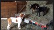 Dwarf Goat Shows Farm Doggy Who’s Boss