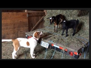 Dwarf Goat Shows Farm Doggy Who’s Boss
