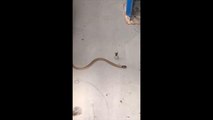 Une araignée veuve noire capture un serpent dans sa toile.