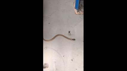 Une araignée veuve noire capture un serpent dans sa toile.