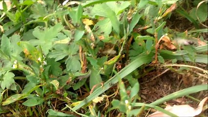 вылет маток муравьев