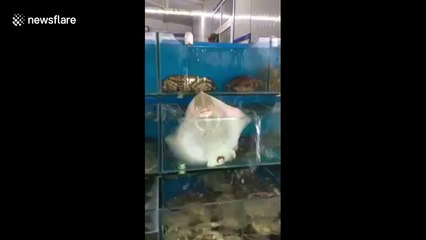 Stingray tries to break out of fish market