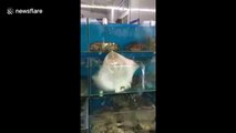 Stingray tries to break out of fish market