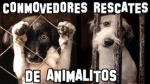 LOS 10 RESCATES DE ANIMALES MAS CONMOVEDORES Y DESGARRADORES QUE TE HARAN LLORAR | OSCAR JACK