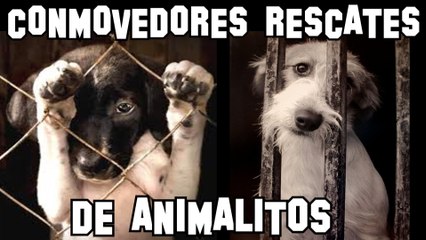 LOS 10 RESCATES DE ANIMALES MAS CONMOVEDORES Y DESGARRADORES QUE TE HARAN LLORAR | OSCAR JACK