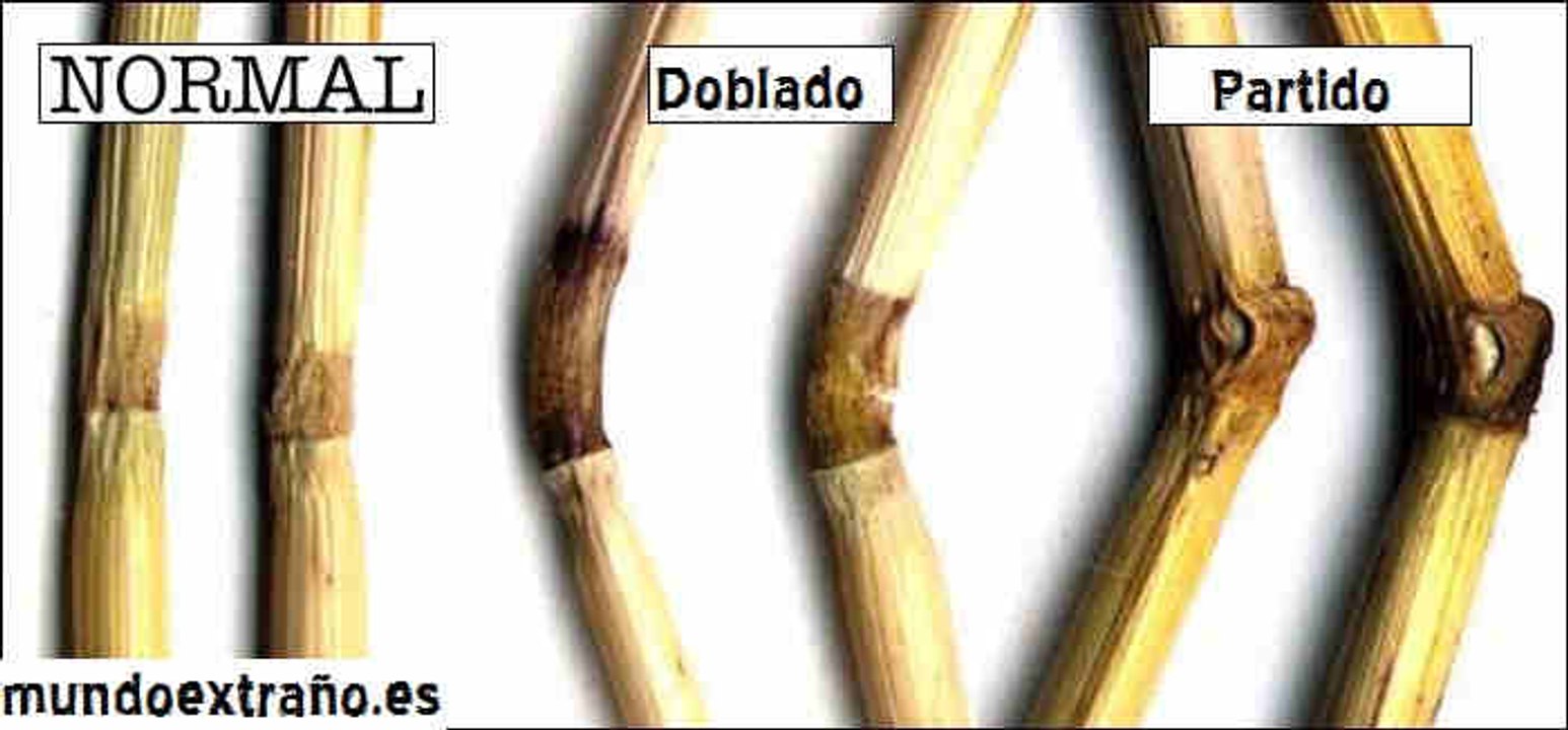 Crop circle. Nos dicen la verdad sobre los círculos - Crop circle. Tell us the truth about circles