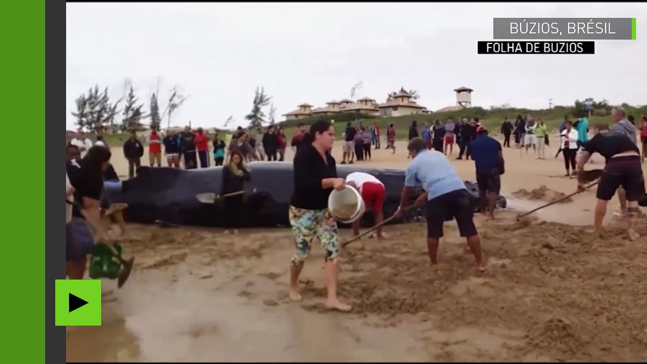 Brésil : une baleine à bosse qui s’est échouée sur une plage retourne à l’océan