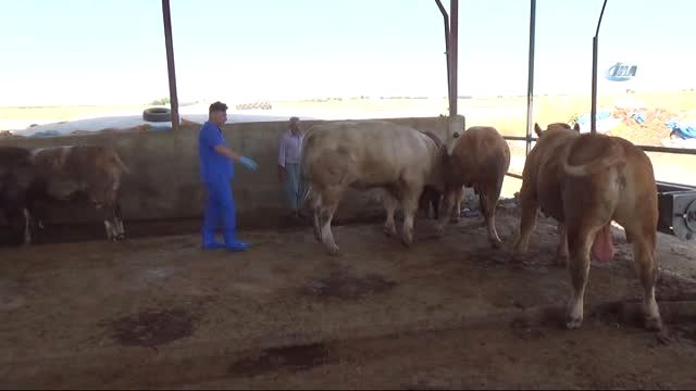 Kurban Alacaklara Veteriner Uyarısı