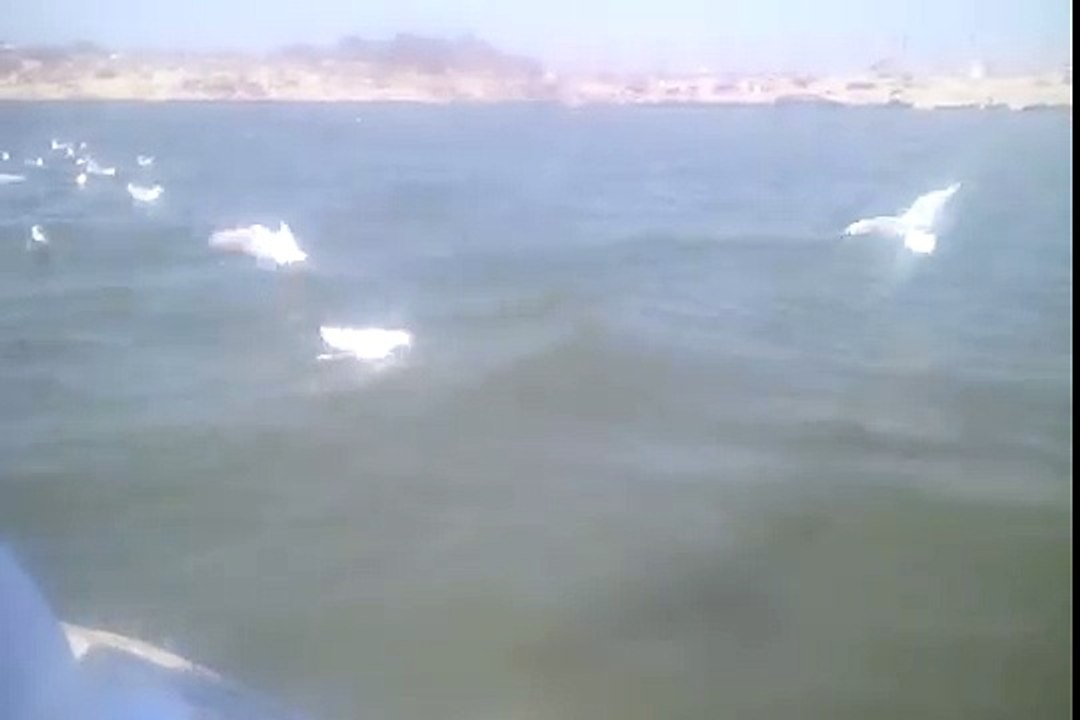 Birds