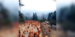 Un fermier rappelle toutes ses poules en sifflant !