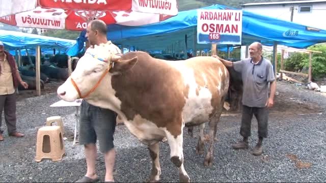 Rize'de Bir Tonluk Cengaver Adlı Kurbanlık Tosun Görücüye Çıkar Çıkmaz Satıldı