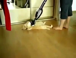 elektrikli süpürge fantazisi yapan kedi