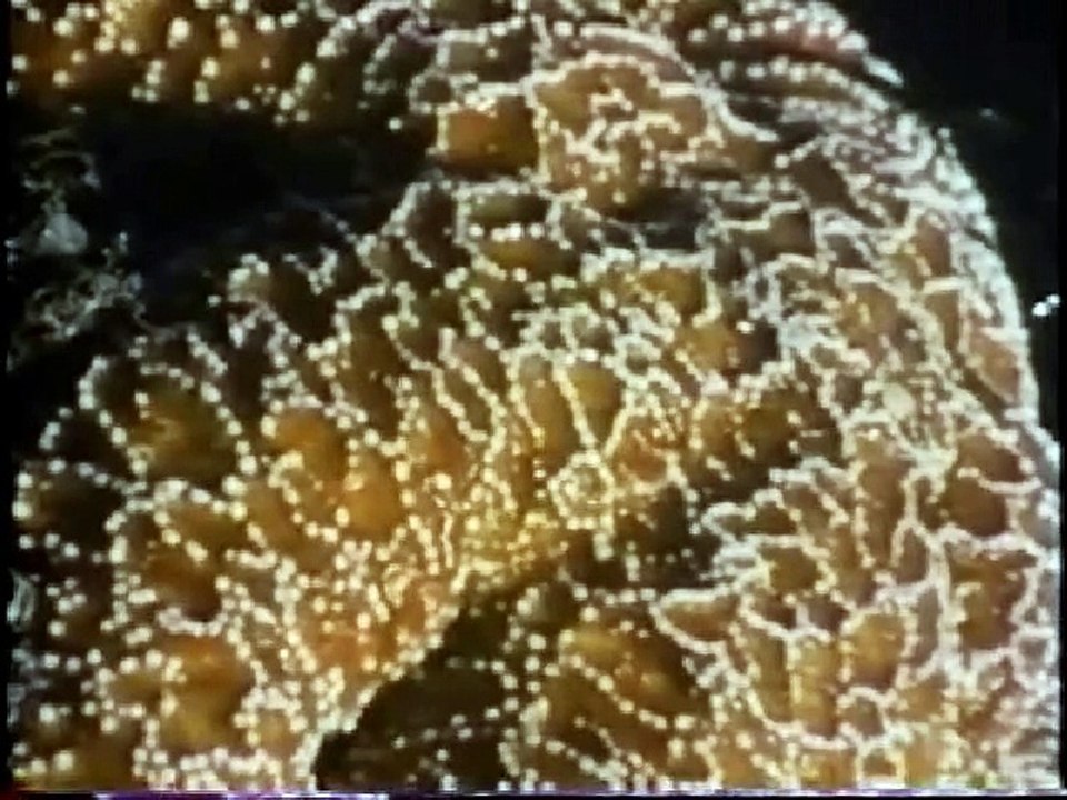 Under the Emerald Sea (Part 1) Ocean Animal Documentary