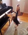 dog playing piano and singing
