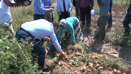 Nevşehir'de Patates Hasadı Başladı