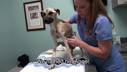 Rescuing a Dog Who Was Starved to the Brink of Death - Her Recovery Will AMAZE You! Please Share!
