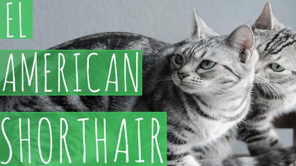 AMERICAN SHORTHAIR
