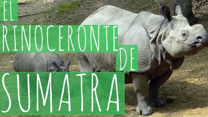 RINOCERONTE DE SUMATRA