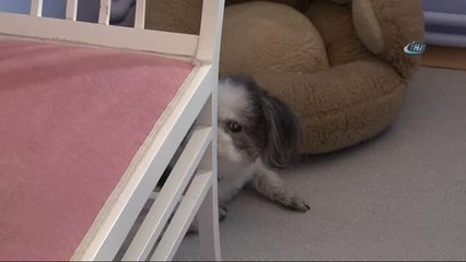 10 Günlük Bayram Tatili Köpek Otellerine Olan Talebi Patlattı