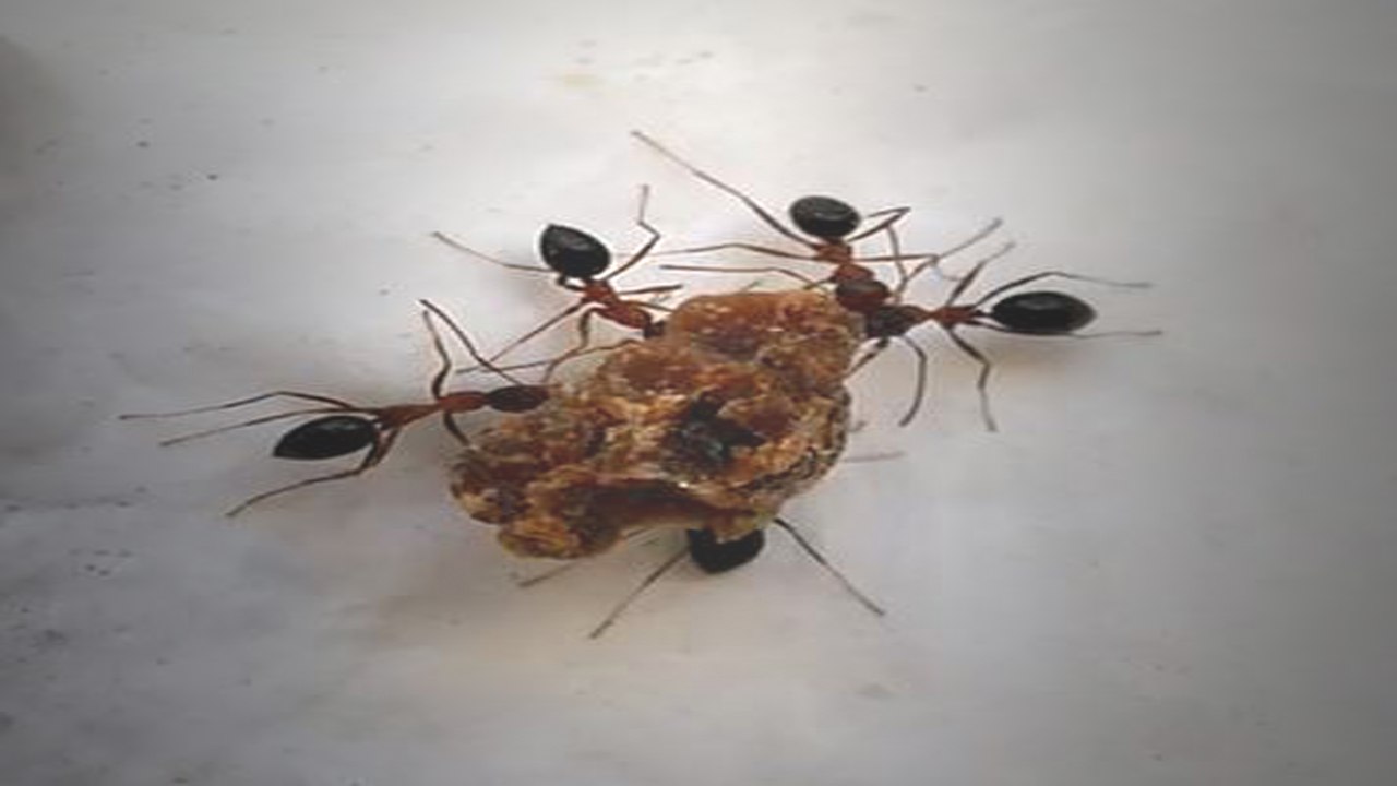 عندما يتحد النمل | When ants unite