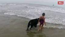 Qeni nuk e lejon vajzen e vogel te futet ne detin e trazuar (360video)