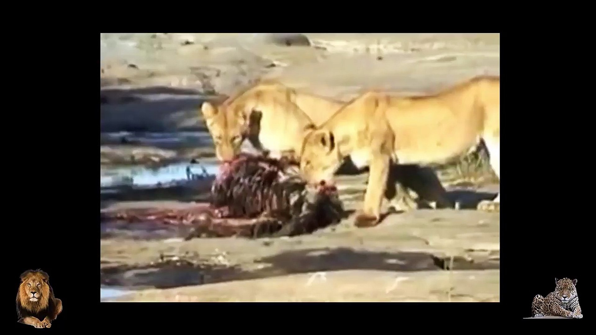 Most Spectacular Ostrich Attack Compilation - Leopard vs Ostrich vs Lion vs Tiger