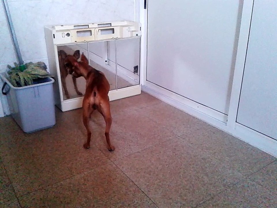 "DAISY", AL ESPEJO