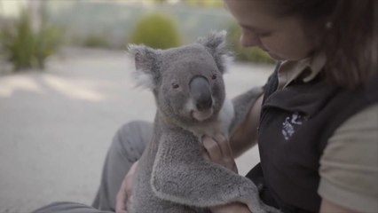 These koalas love getting massages
