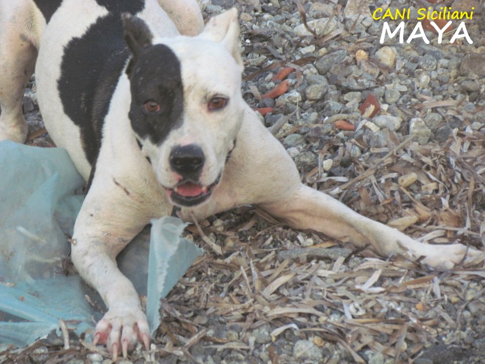 Pitbull irrefrenabile