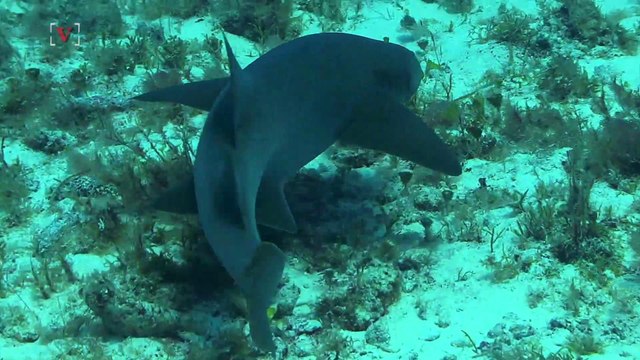 Cape Cod Official Backs Off Proposal To Kill Sharks