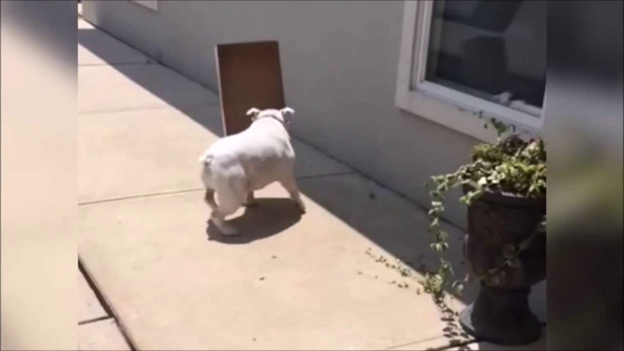 On appelle ça avancer à l'aveugle... Chien adorable mais un peu idiot