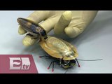 Cucaracha robot podría salvar vidas / Yuriria Sierra