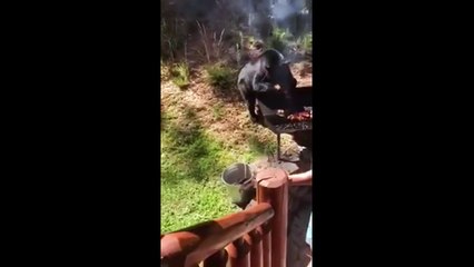 Oso roba la carne de la barbacoa a esta familia