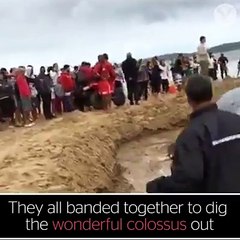 People saving Whale l Humanity