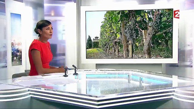 Pourquoi les vendanges sont si précoces?