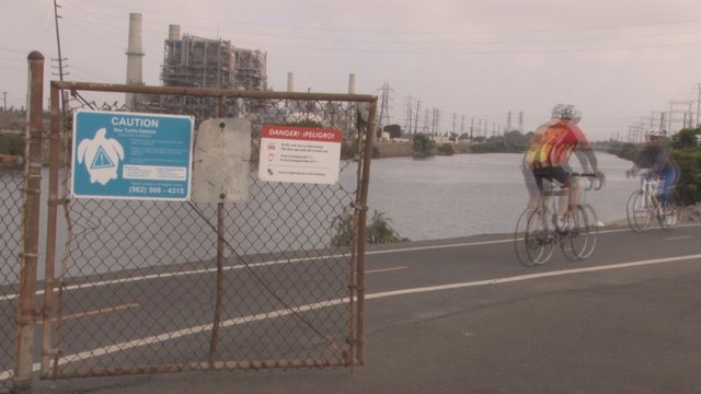 Tortugas marinas mexicanas encuentran su nuevo hogar en un río californiano