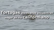 Tortugas mexicanas encuentran hogar en río californiano