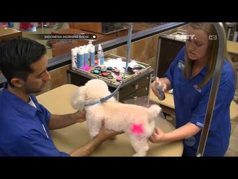 IMS Pewarnaan Bulu untuk Anjing