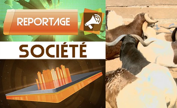 Tabaski 2017/ Abattoir de Port-bouët, ce qui fait flamber le prix des moutons