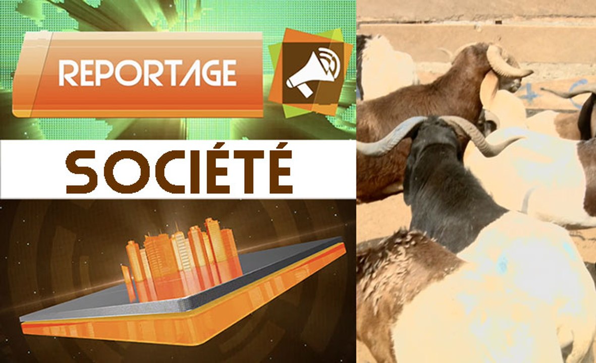 Tabaski 2017/ Abattoir de Port-bouët, ce qui fait flamber le prix des moutons