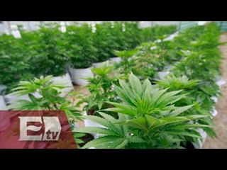 Arranca en Chihuahua el segundo debate sobre uso legal de la mariguana/ Vianey Esquinca