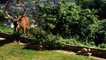 Beautiful Red Stag Wanders Into Yard