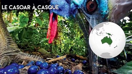 5 animaux les plus dangereux