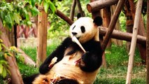 Acerca de Todos y osos gatos Niños elefantes para mamíferos más Pandas freeschool